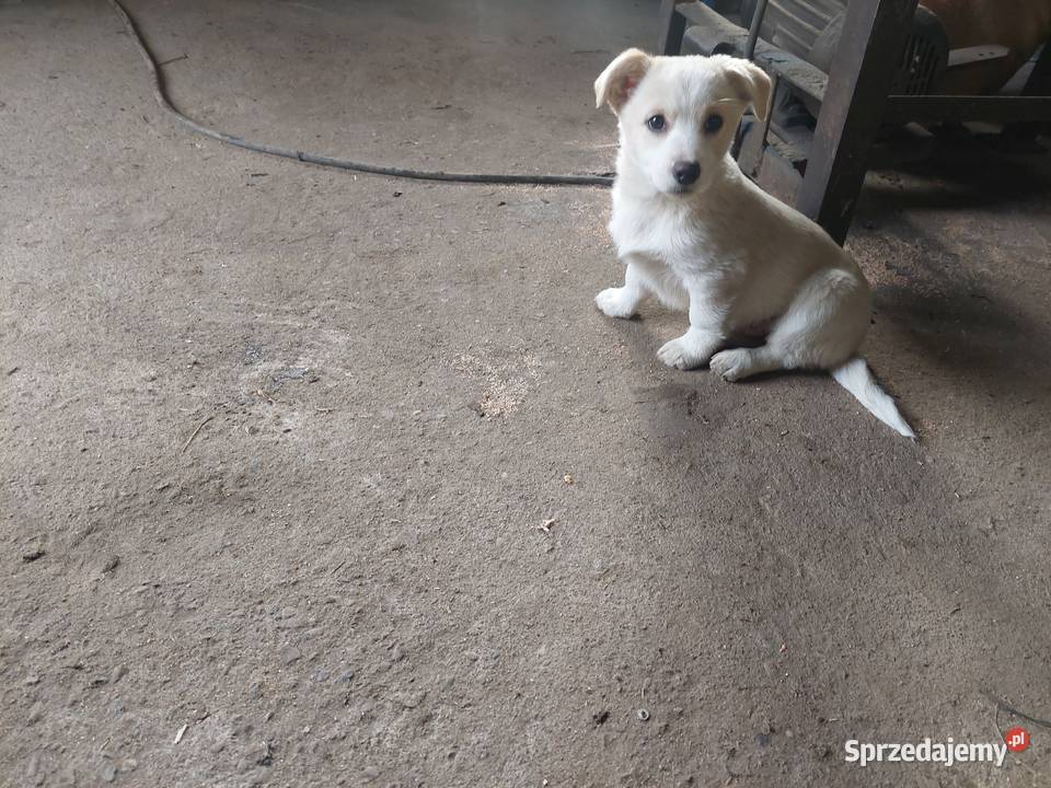 oddam przytulnego miłego pieska w ręce małopolskie