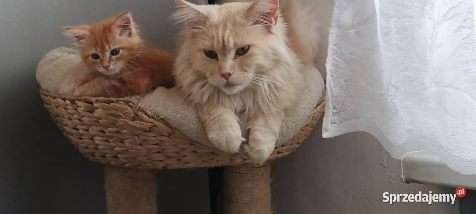 Maine Coon Maine Coon Maine Coon Starogard Gdański