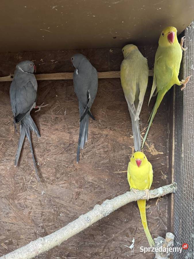 Papugi Papuga Aleksandretty Aleksandretta