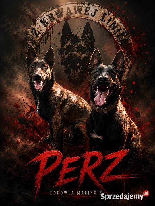 Owczarek belgijski malinois podkarpackie Jedlicze sprzedam