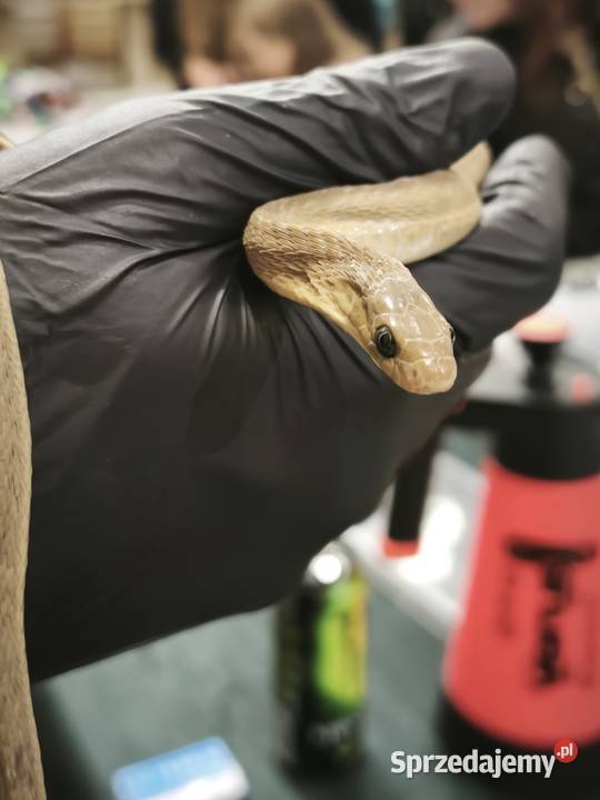 dasypeltis gansi około roku jajojad jajożer