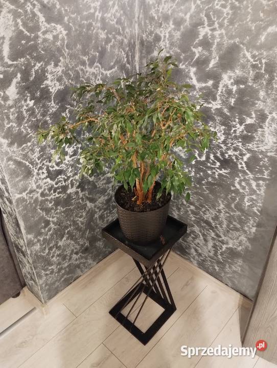 Kwietnik stojak postawa donicy Czarnozłota