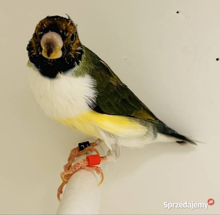 Amadyna wspaniała samiczka 2025r Ruda Śląska