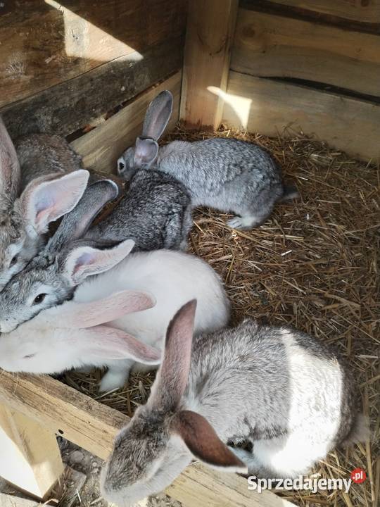 Sprzedam króliki mieszańce 5 samców 3 samice mazowieckie Walentynów