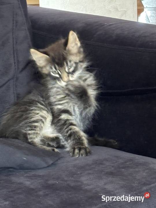 Kotki Maine Coon Pińczów