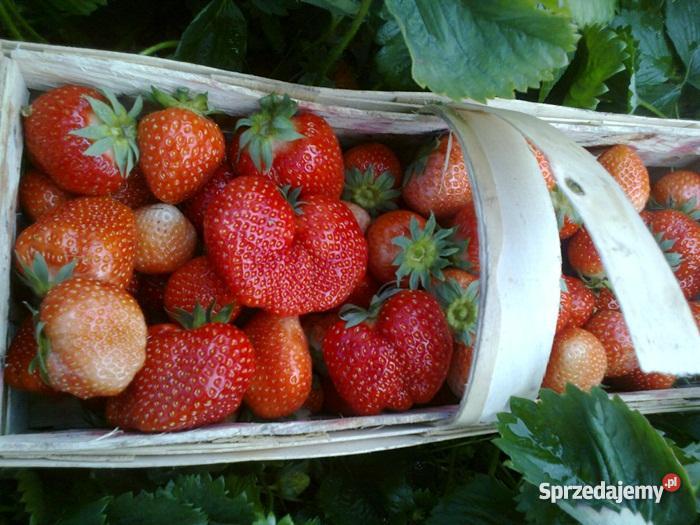 sadzonki truskawki odmiany Miss Płock sprzedam