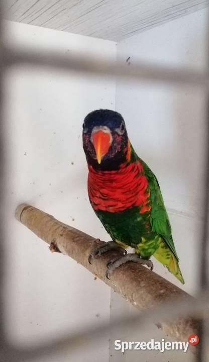 Lorysa górska samica