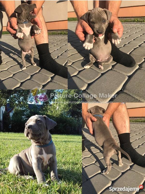 SPRZEDAM SZCZENIĘTA AMSTAFF z rodowodem Ochodze