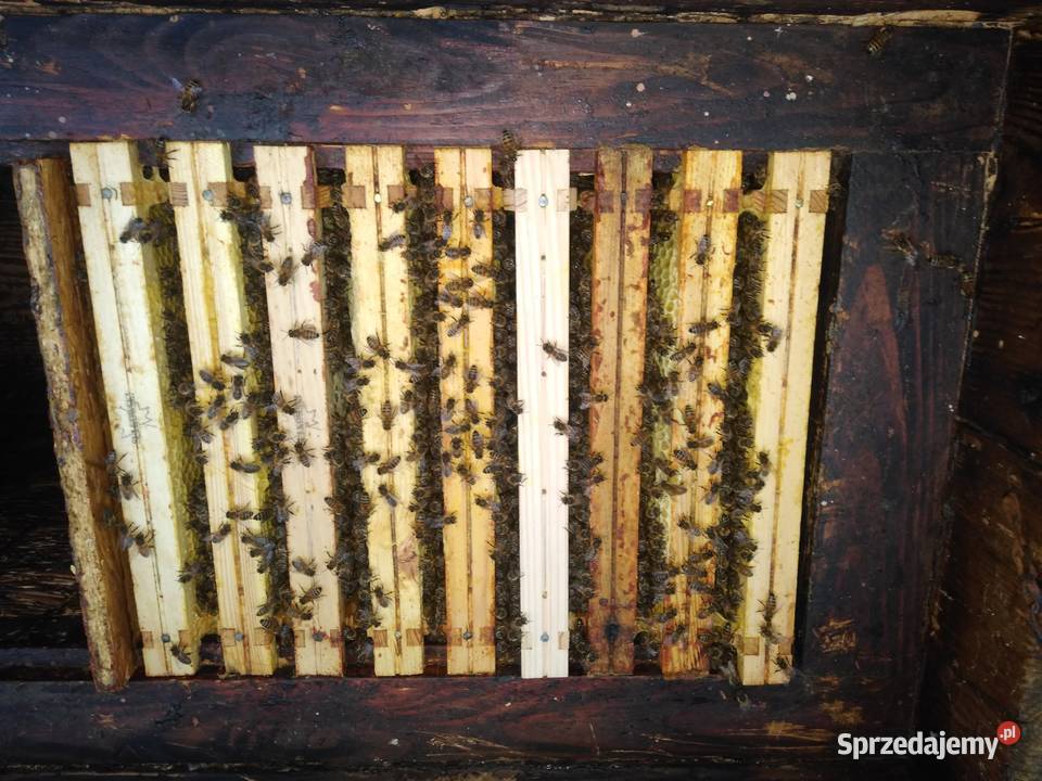 Pszczoły ule odkłady pszczele 2024 Bursztynowa Mniszków