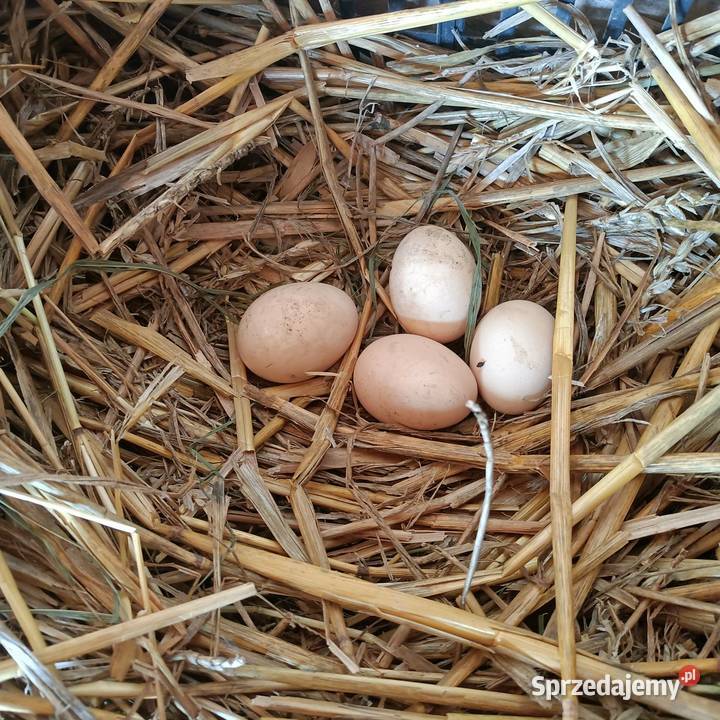 Sprzedam jajka lęgowe silki wielkopolskie