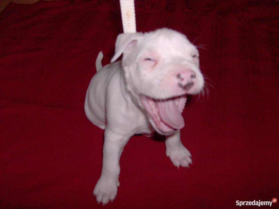 Mocne szczeniaki Amstaff Brzeg