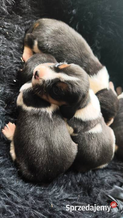 Szczenięta Beagle do rezerwacji mazowieckie Jabłonna Lacka