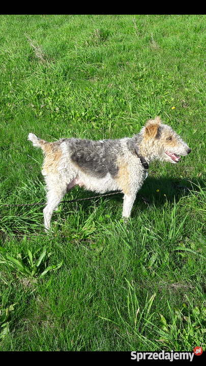 Foksterier Szorstkowłosy Tricolor Szczeniaki