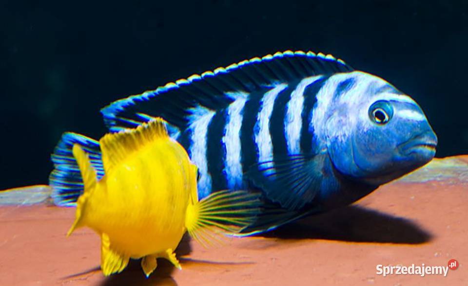 Pyszczak Saulosa Chindongo saulosi BEZPIECZNA Gdańsk