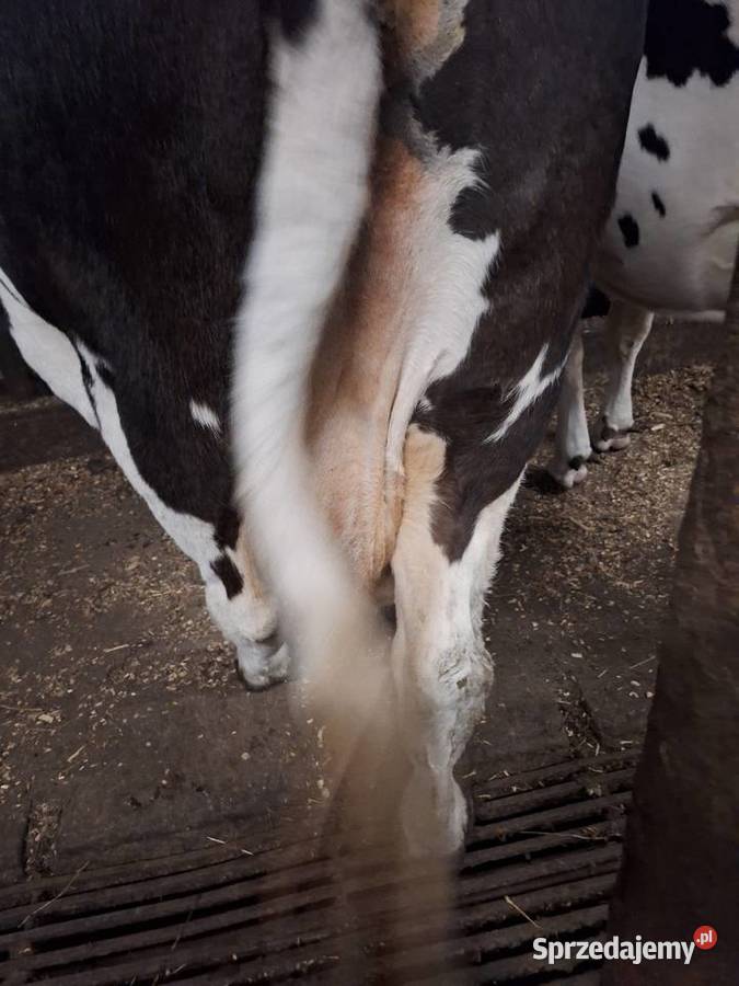 LIKWIDACJA STADA Myszyniec