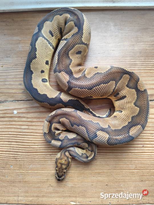 Pyton z terrarium Pruszków