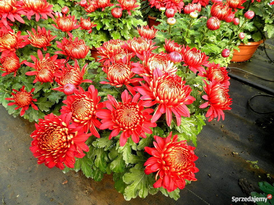 Sprzedam CHRYZANTEMY Gierlachów
