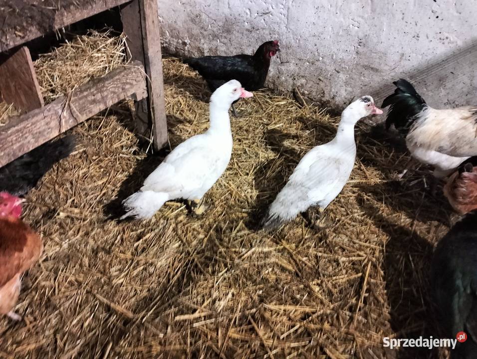 Sprzedam kaczkikaczory Drób i ptactwo Czechy