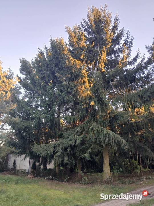 Działka ROD SokolnikiLas gmina Ozorków 484m2 Sprzedaż łódzkie Sokolniki-Las