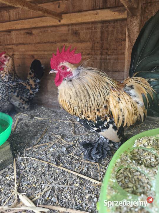 Jaja jajka lęgowe karzełka lapciatego 60zl 10 Wrocław