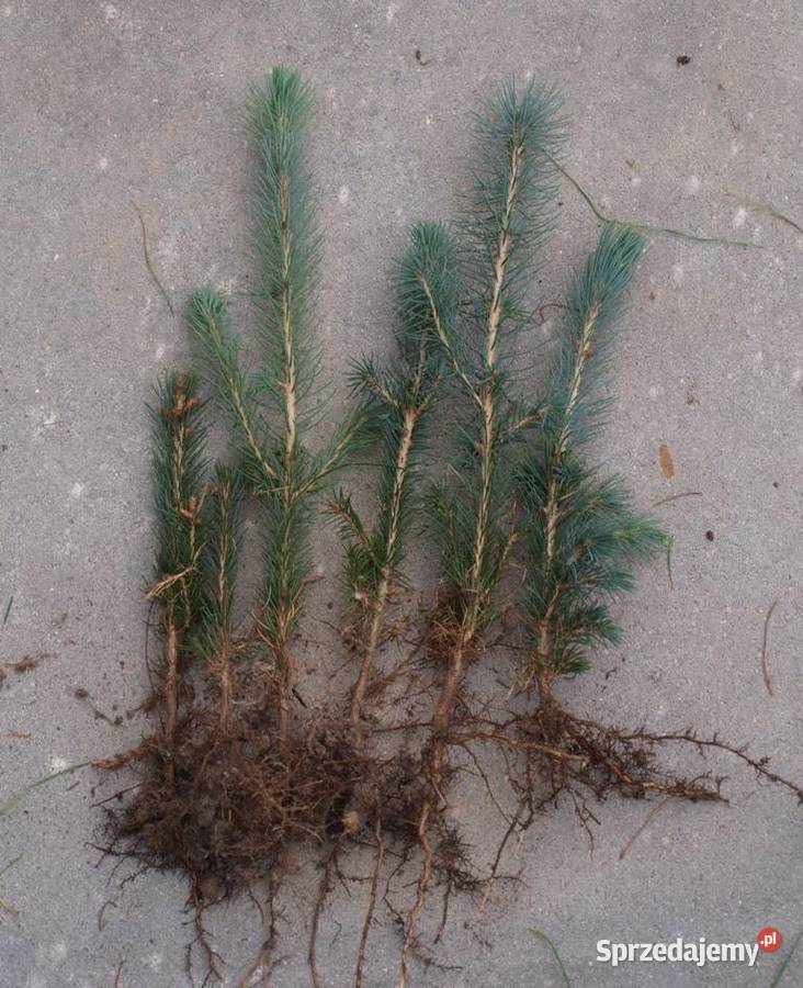 Sosna Aristata oścista siewki sadzonki kopane z Kępno sprzedam