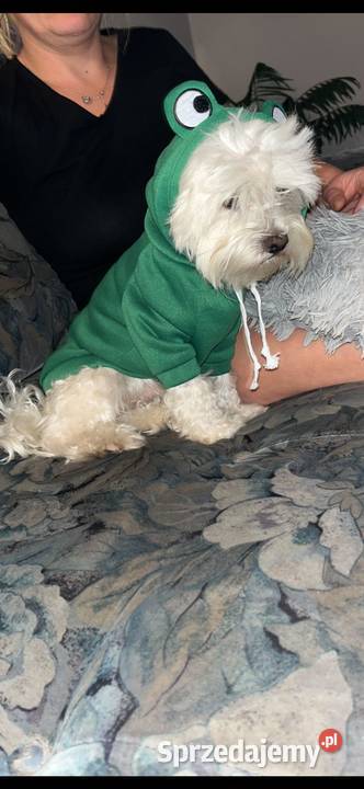 Sprzedam Maltańczyka pies Gdańsk sprzedam