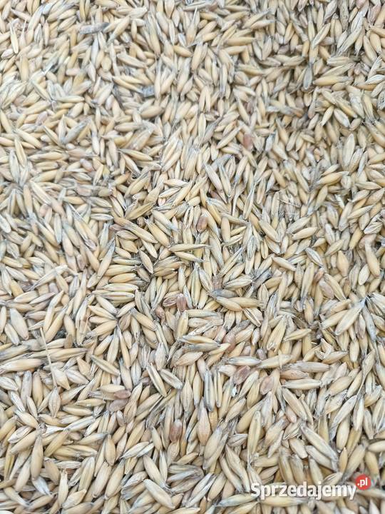 Sprzedam mieszankę zbożową podlaskie Nowinka