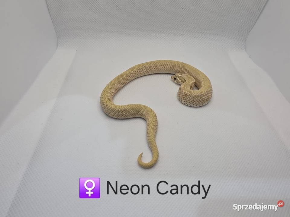 Heterodon samica odmiana neon candy Gady i płazy Zawiercie