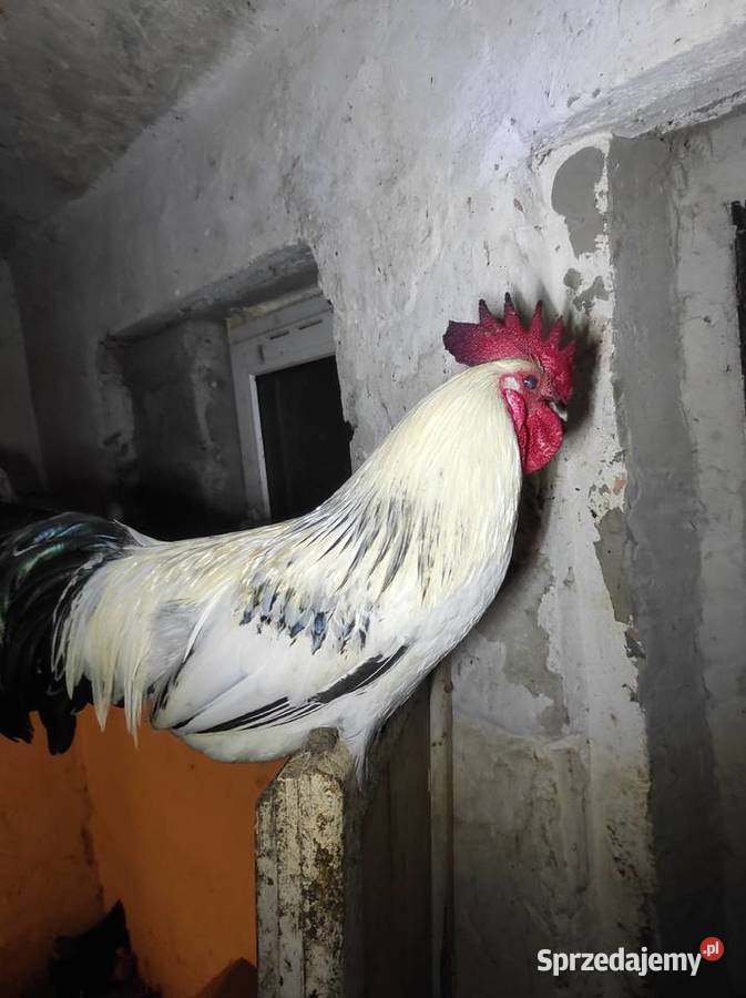 Koguty drób tanio Bochnia