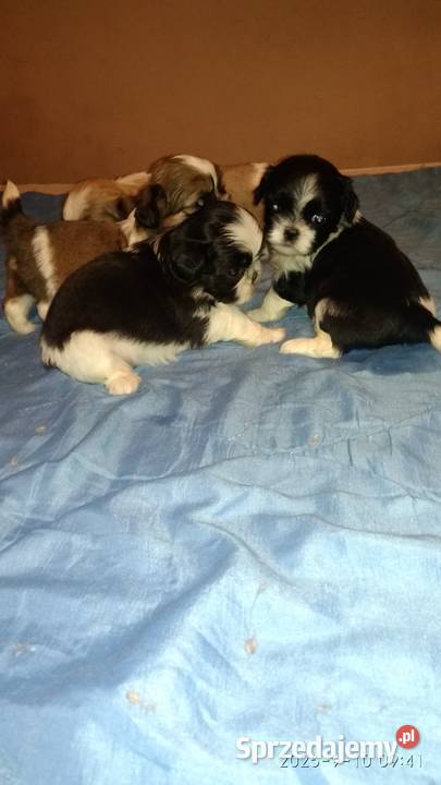 Shihtzu 2 chłopcow 2 dziewczynki kujawsko-pomorskie Unisław
