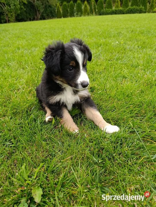 Piesek Border Collie Psy