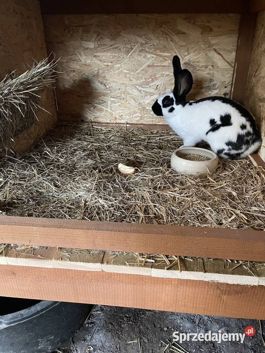 Królik srokacz niemiecki samica Żyrowa sprzedam