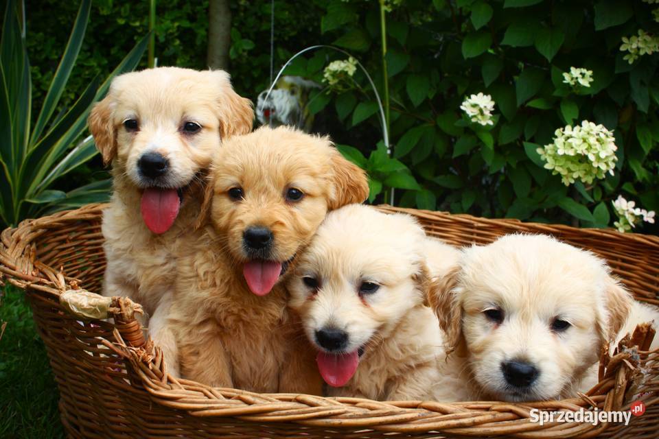 Golden retriever szczeniaki 7 tygodni Sulistrowa