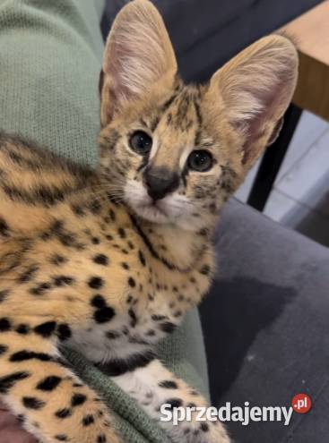 Serwal afrykański sawannowy serval ręcznie Bochnia