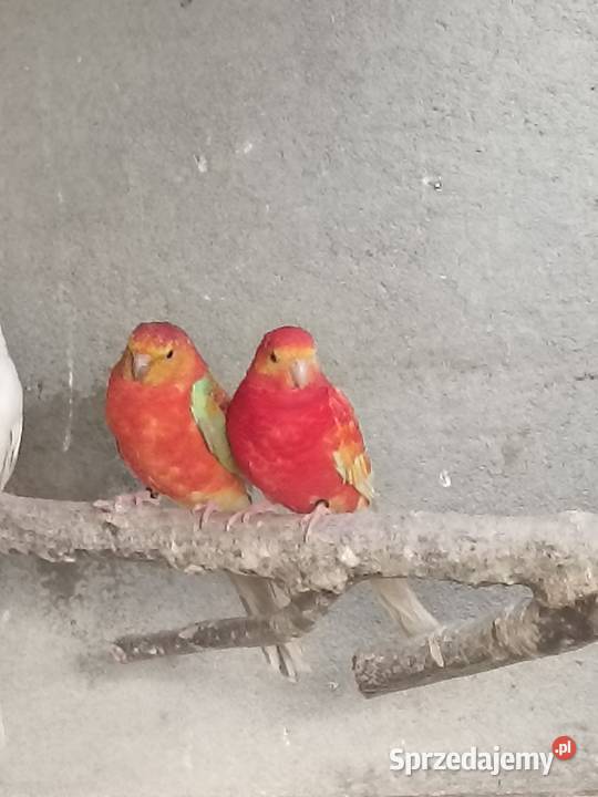 Świergotka świergotki Krzywa Góra