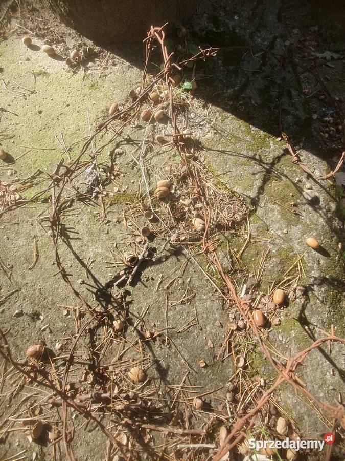 Drut kolczasty na stare ogrodzenie mazowieckie Warszawa