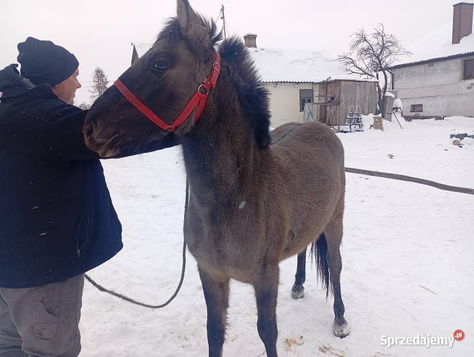 Sprzedam klacze konika polskiego zamienię Konie Dorohusk