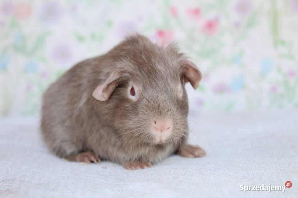 Świnka morskaświnki morskie cavia domowa