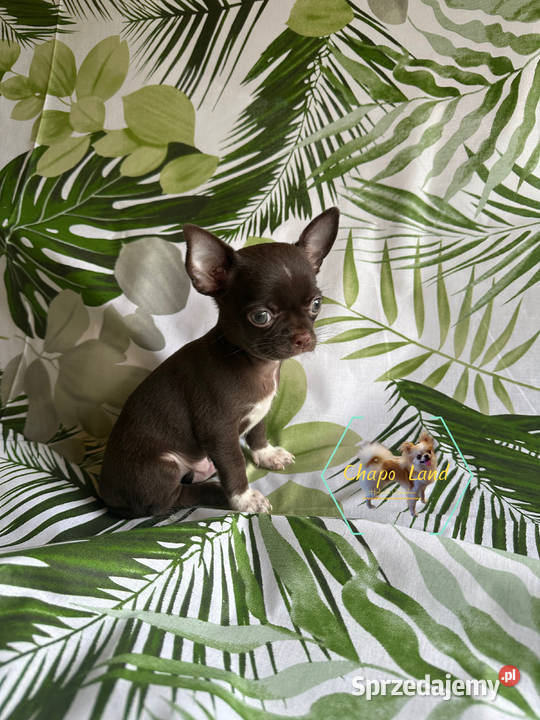 Chihuahua z rodowodem lilac czekoladowe świętokrzyskie Skarżysko-Kamienna sprzedam