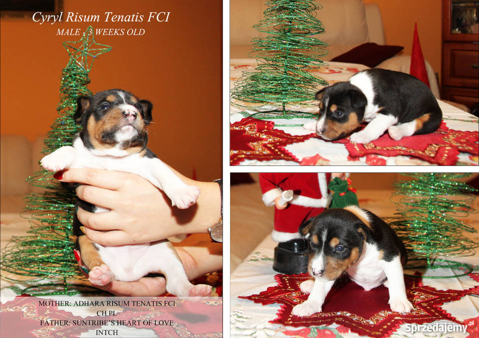 Szczeniaki Basenji Psy Gdynia