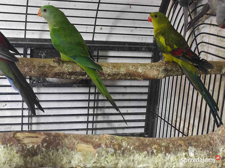 Papuga barabanda samica Garwolin