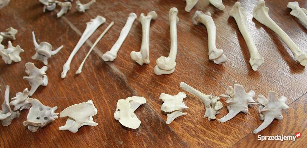 Czaszka i kości PSA WETERYNARIA Warszawa