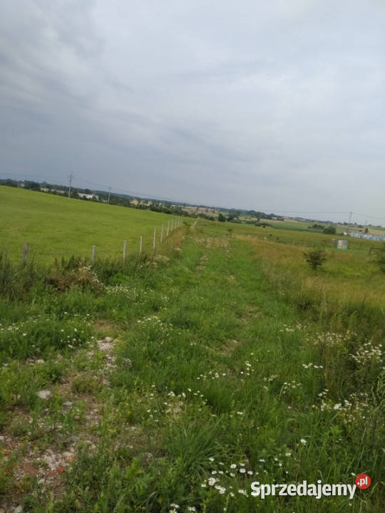 do miasta i do lasu z działki Jesionowo