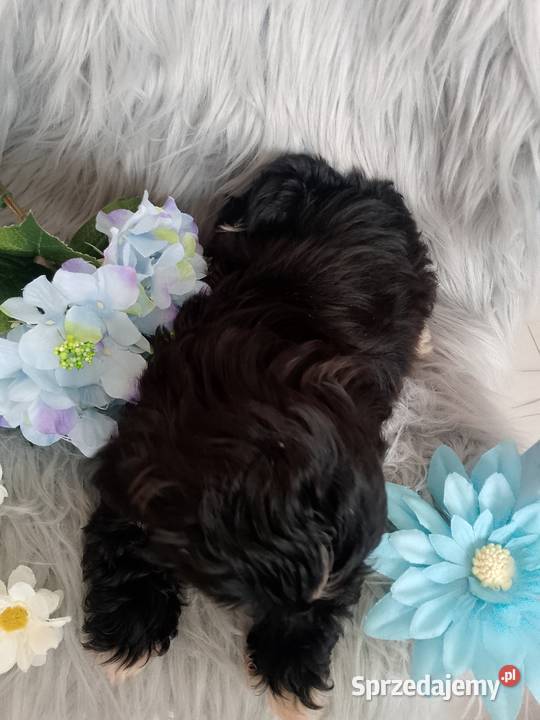 GOTOWY DO ODBIORU czarny piesek rasy ShihTzu Namysłów