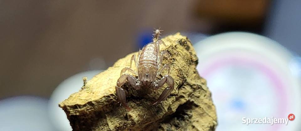 Skorpion Liocheles australasiae L3