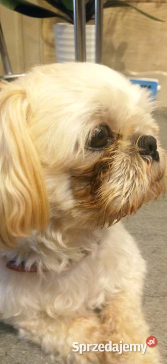 Reproduktor Shih Tzu REPRODUKCJAkrycie Ząbkowice Śląskie