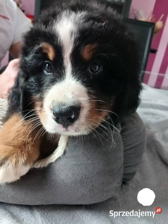 berneński pies pasterski berneńczyk Lublin