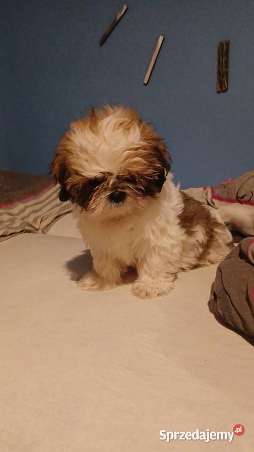 Szczeniaczek shih tzu puchate perełki