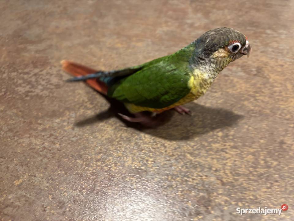 Rudosterki Zielonolice ręcznie karmione oswojone Gorzyce Wielkie