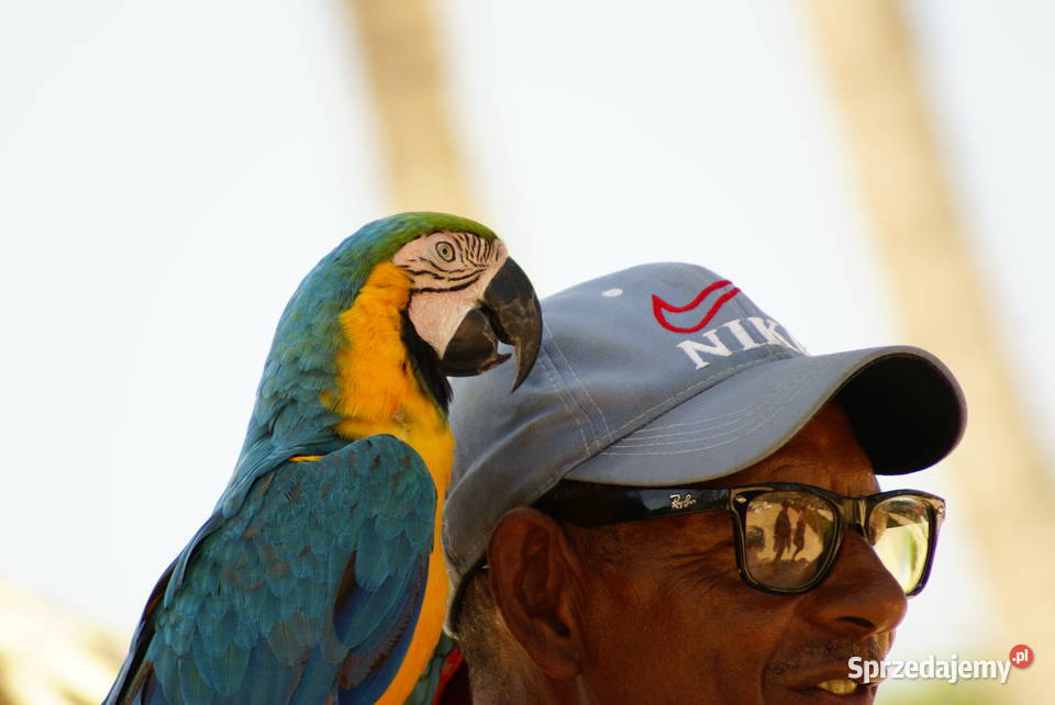 Usługi fotograficzne nagrywanie dronem Koluszki